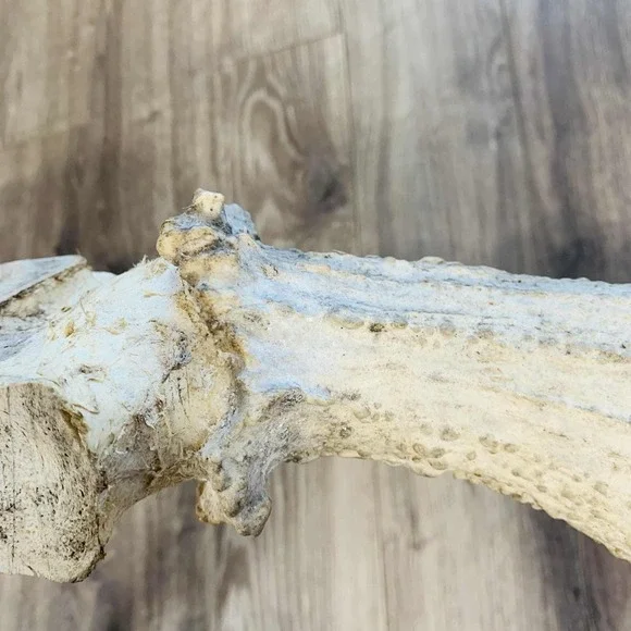 Naturally Shed Wild Moose Antler (Horn, Knife, Carving, Chew, Taxidermy) Full - Picture 16 of 16